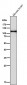 Anti-Hexokinase 1 HK1 Rabbit Monoclonal Antibody